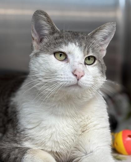 Micho, an adoptable Domestic Short Hair Mix in Tinley Park, IL_image-1
