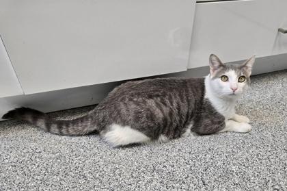 Micho, a Adoptable mixed breed in Tinley Park, IL image 5/6