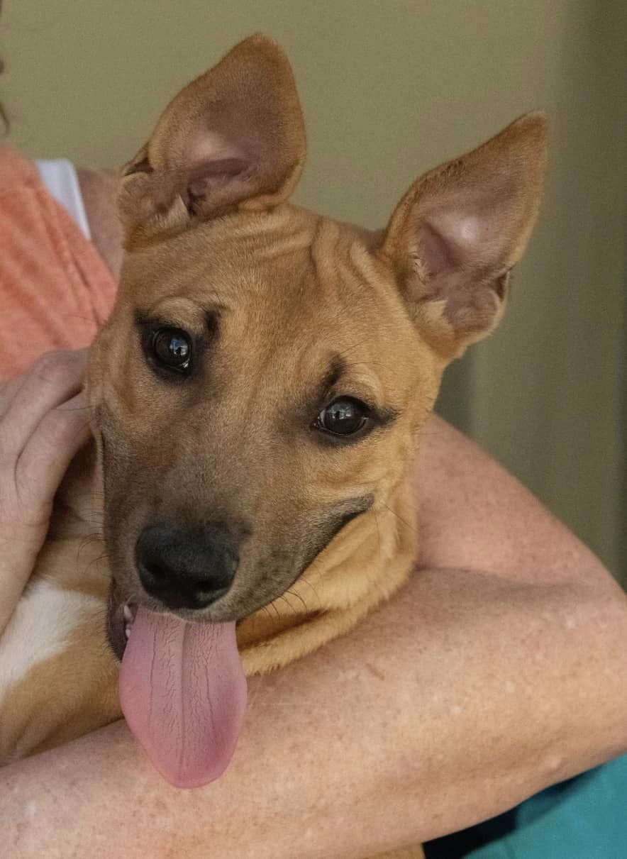 Dog for adoption Daphne*Perfect size, a Shepherd Mix in Grass Valley