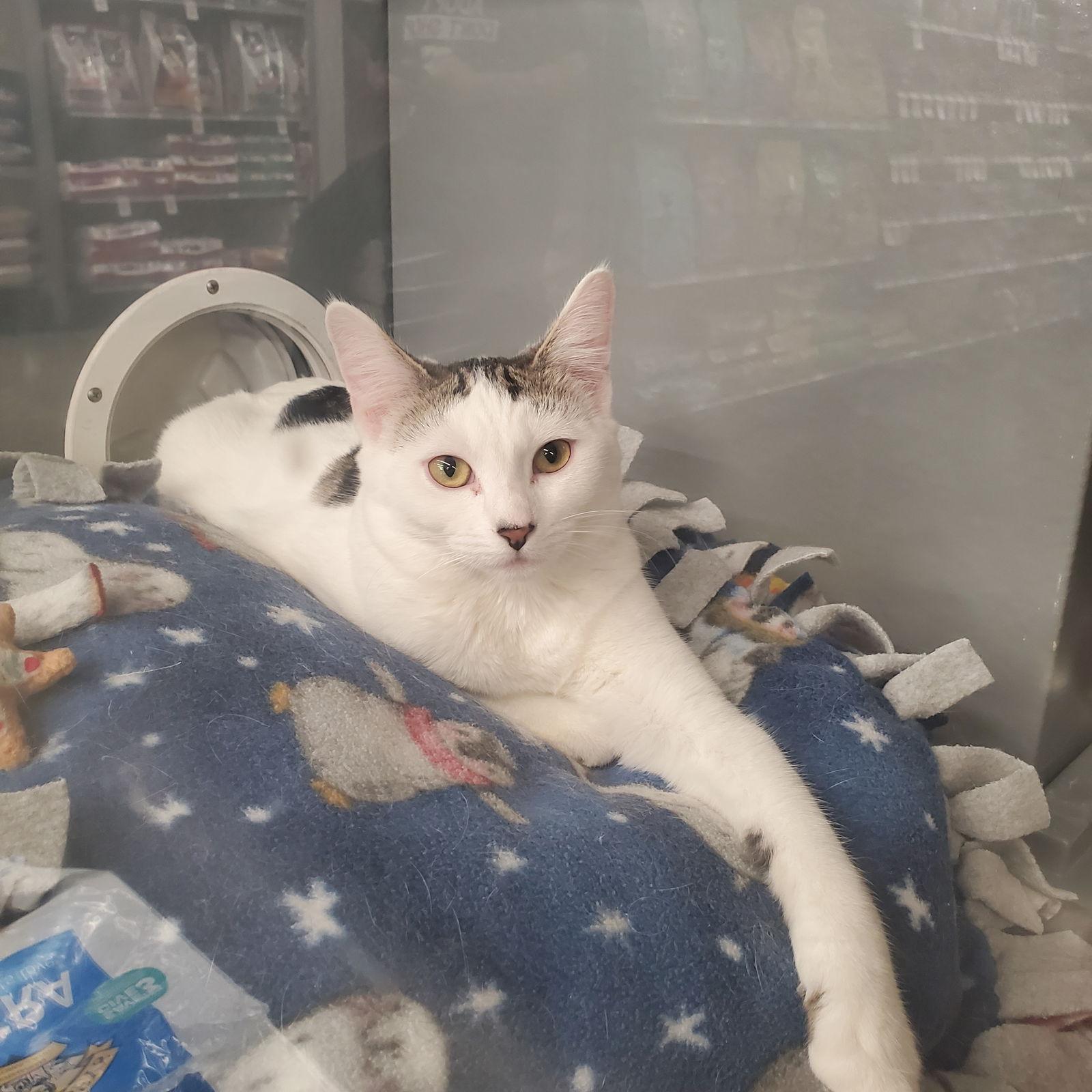 Butterscotch, Adoptable, Young Female Domestic Short Hair.