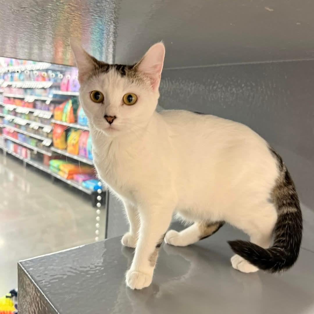 Butterscotch, a Adoptable Domestic Short Hair in Los Alamitos, CA image 2/3