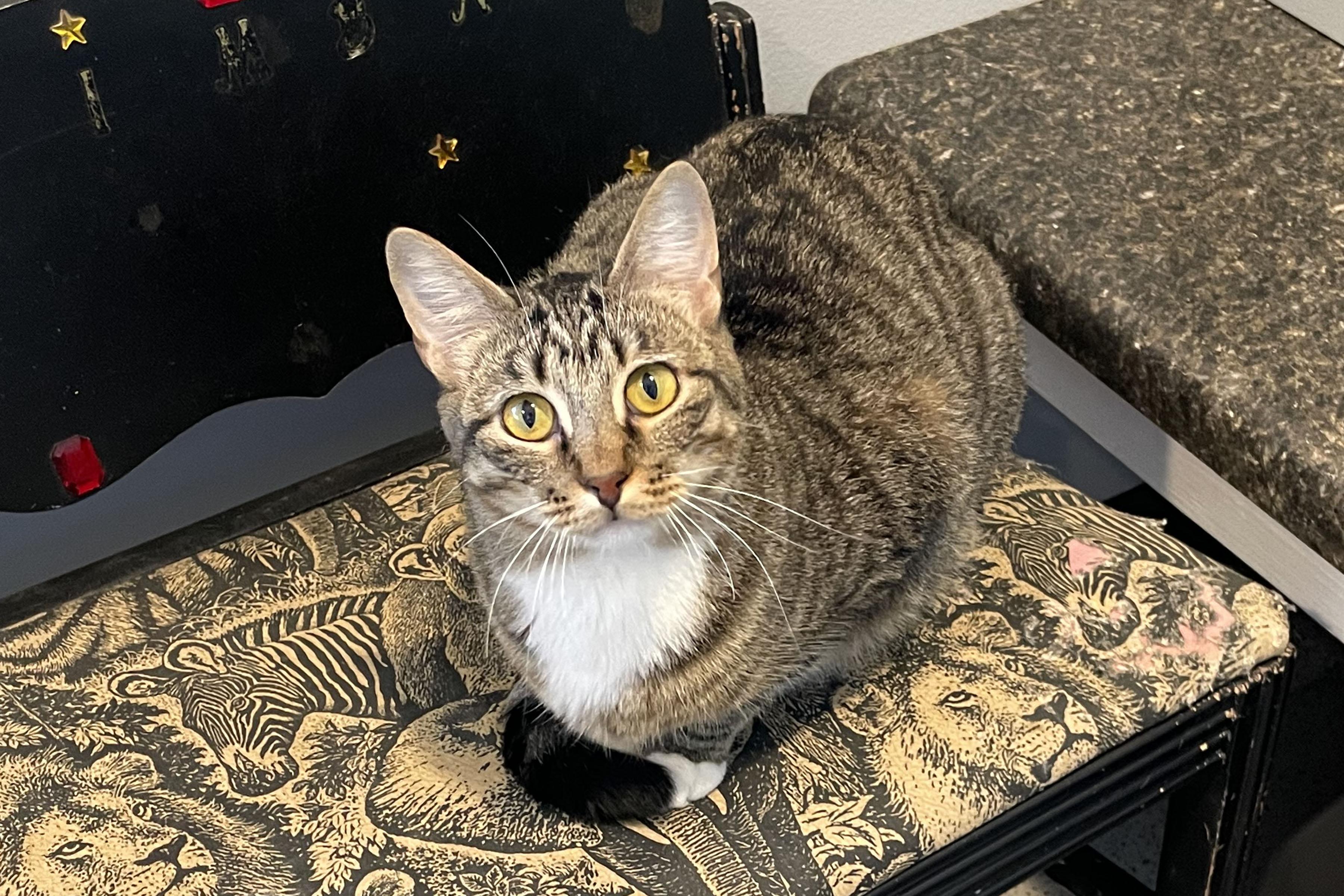 Enlarge Minerva, a ADOPTABLE Domestic Short Hair in Lincoln, NE image 1/1