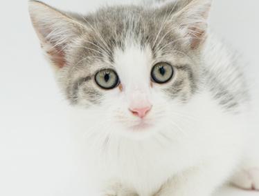 Our fosters are have so many kittens are now big enough to be adopted They are anywhere from 8 to