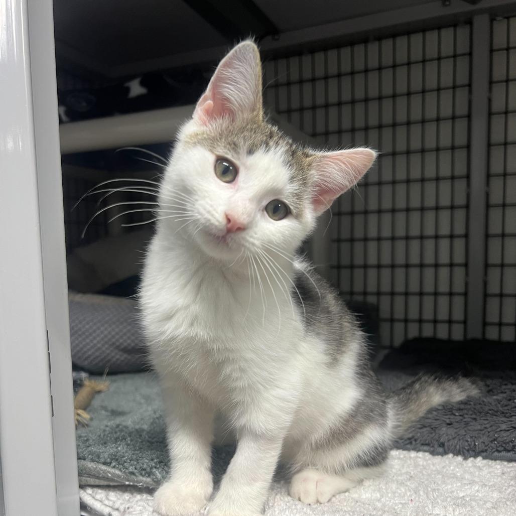 Cranberry Sauce (Dexter), Adoptable, Kitten Male Domestic Short Hair.