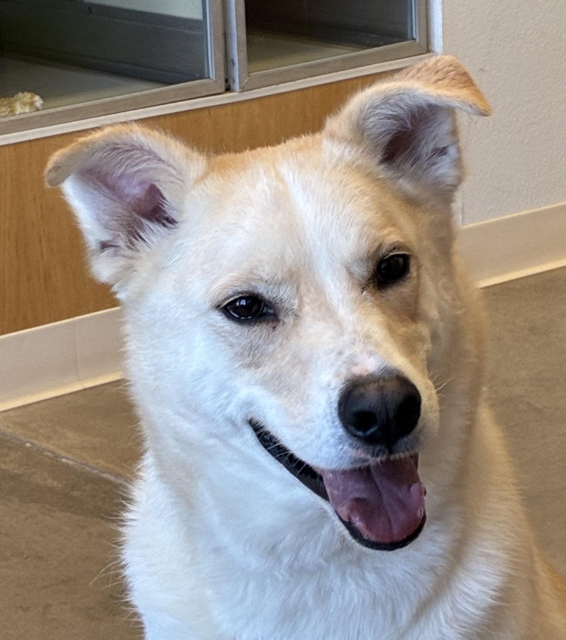 Enlarge Rocky, a ADOPTABLE mixed breed in Sterling, CO image 1/3