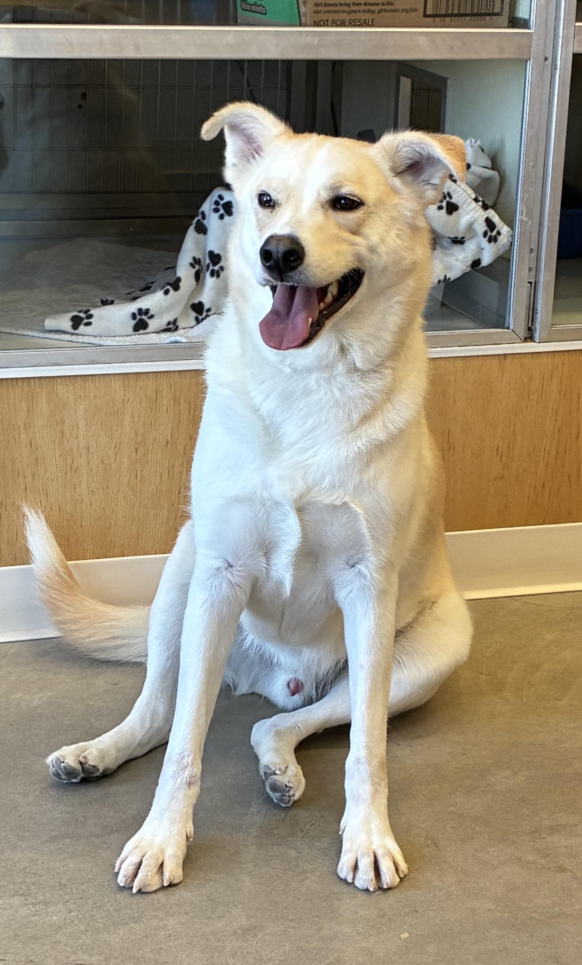 Enlarge Rocky, a ADOPTABLE mixed breed in Sterling, CO image 3/3