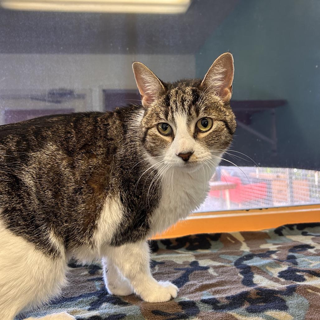 Yuki, Adoptable, Senior Female Domestic Short Hair.