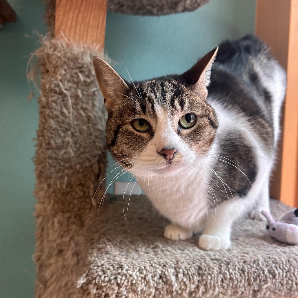 Enlarge Yuki, a Adoptable Domestic Short Hair in Fresno, CA image 2/6