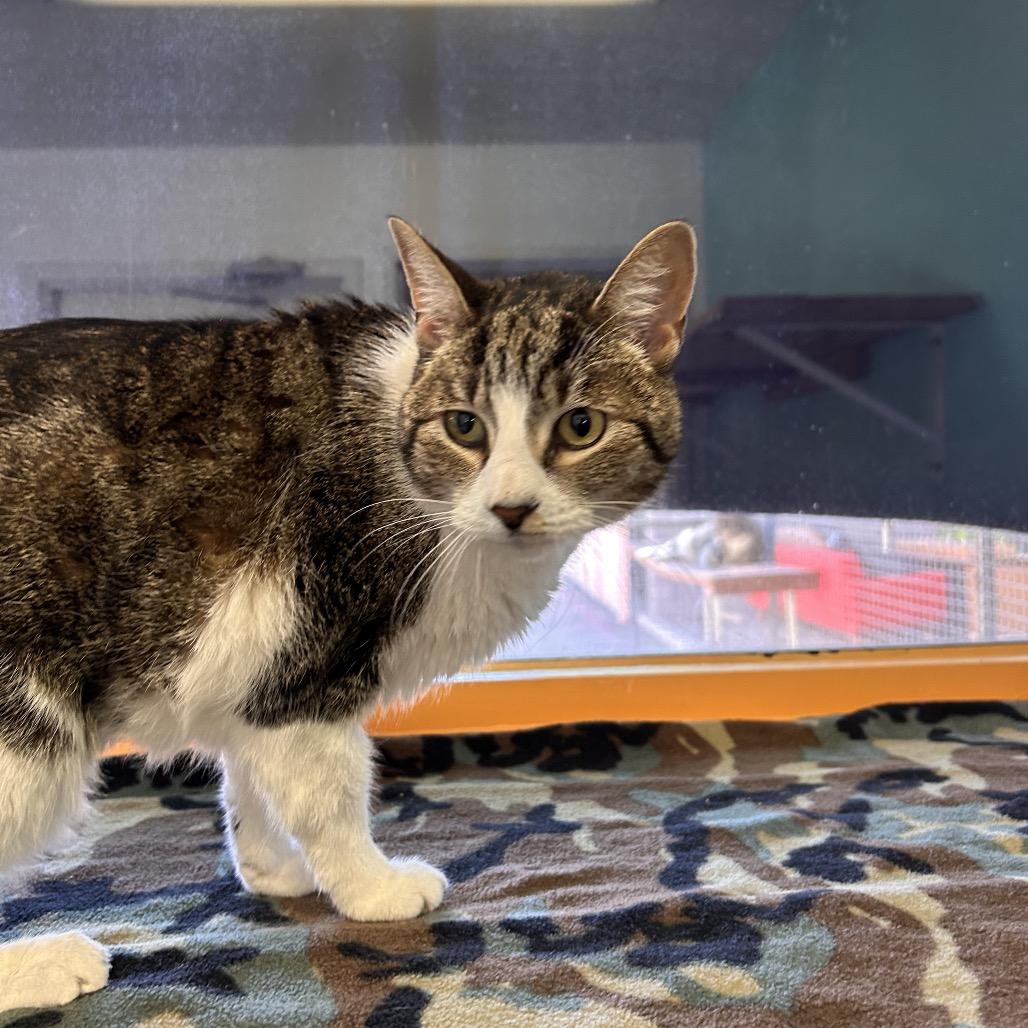 Enlarge Yuki, a Adoptable Domestic Short Hair in Fresno, CA image 3/6