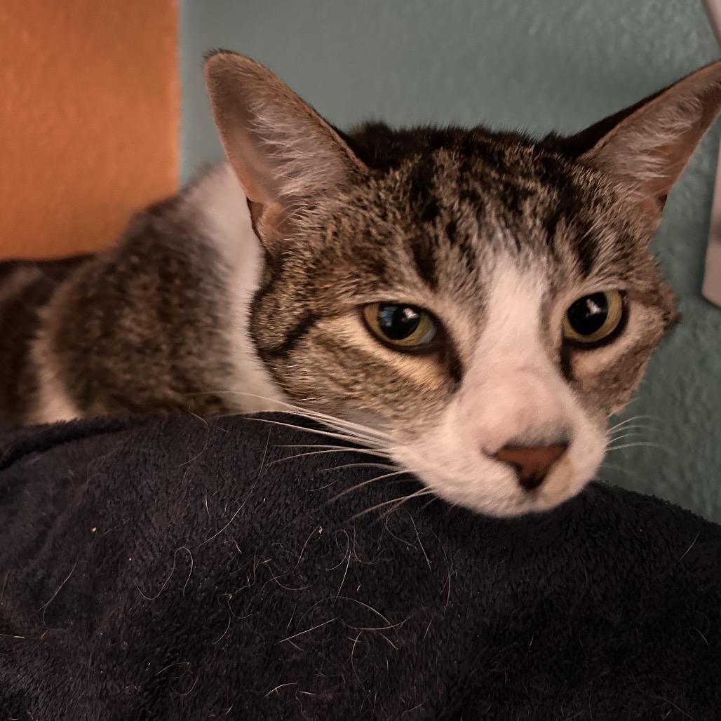 Enlarge Yuki, a Adoptable Domestic Short Hair in Fresno, CA image 4/6