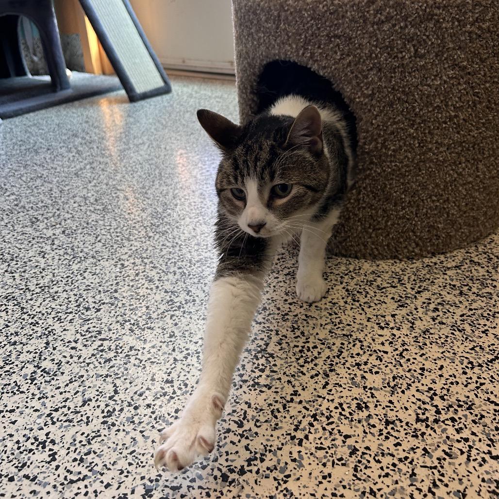 Enlarge Yuki, a Adoptable Domestic Short Hair in Fresno, CA image 5/6