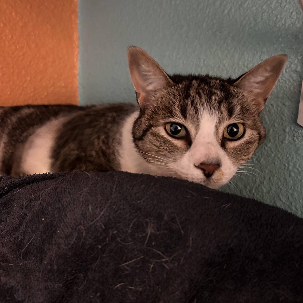 Enlarge Yuki, a Adoptable Domestic Short Hair in Fresno, CA image 6/6