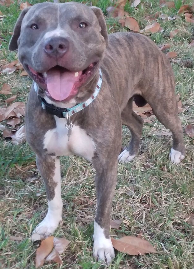 Alphonso - a hell of a pup! (WA-1703578), Adoptable, Young Male Catahoula Leopard Dog & American Staffordshire Terrier.
