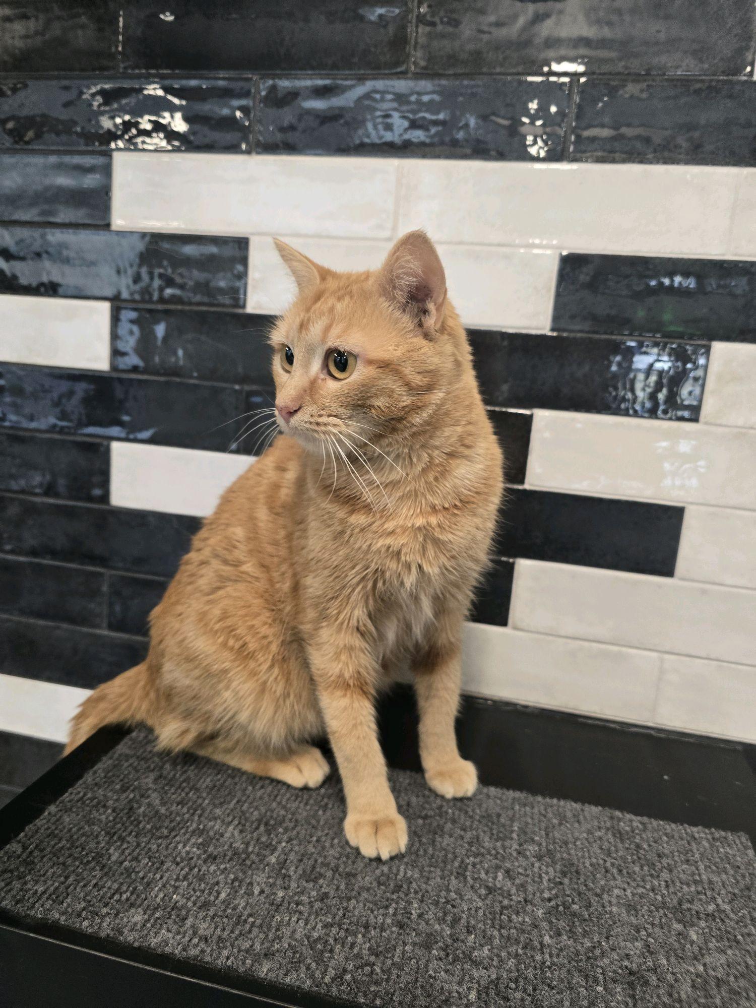 O'Malley, adopted, Young Female Domestic Short Hair.