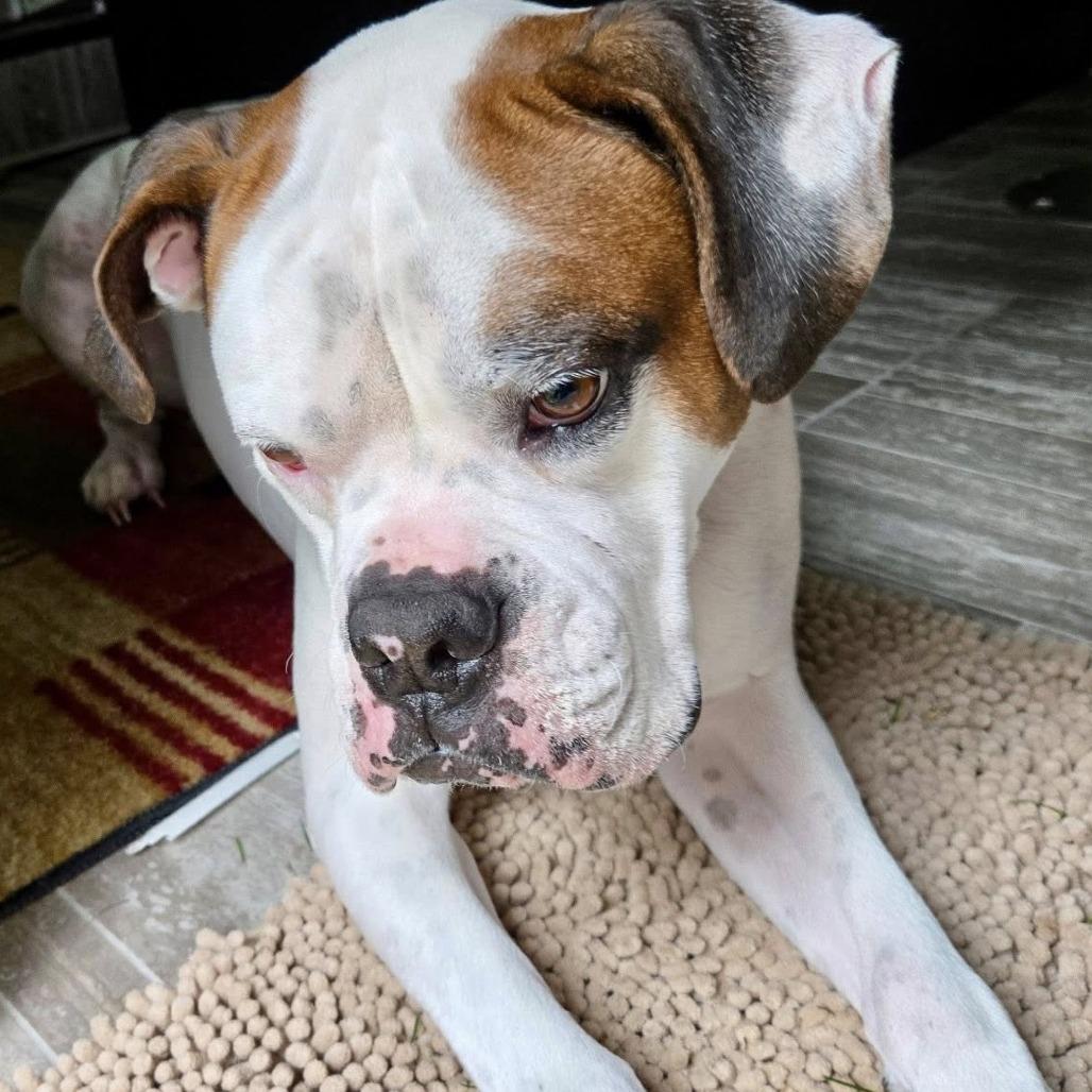 Enlarge Mac, a Adoptable Boxer in McMinnville, OR image 1/4