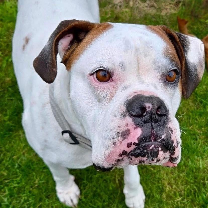 Enlarge Mac, a Adoptable Boxer in McMinnville, OR image 2/4