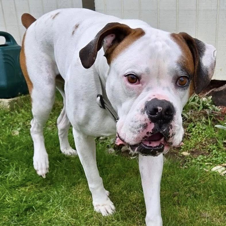 Enlarge Mac, a Adoptable Boxer in McMinnville, OR image 3/4
