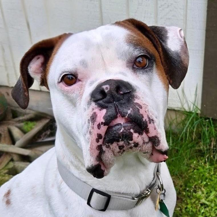 Enlarge Mac, a Adoptable Boxer in McMinnville, OR image 4/4
