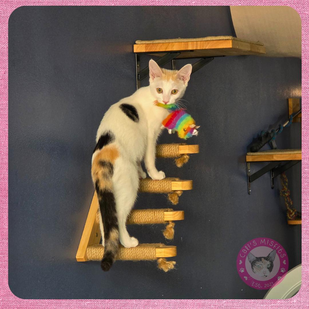 Enlarge Ginger, a Adoptable Domestic Short Hair in Santa Ana, CA image 2/6