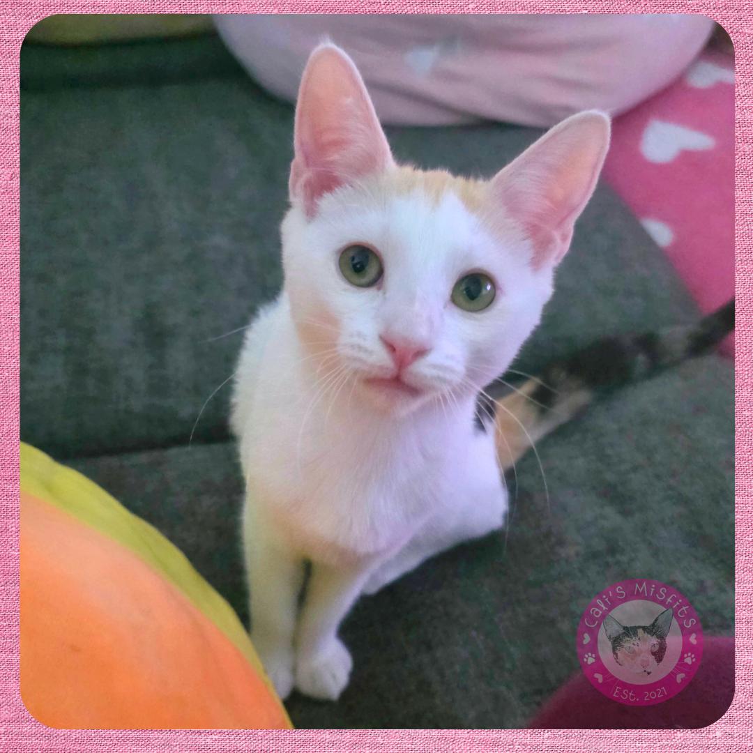 Ginger, Adoptable, Young Female Domestic Short Hair.