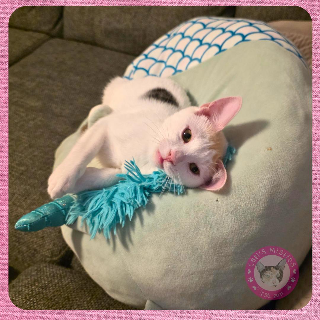 Enlarge Ginger, a Adoptable Domestic Short Hair in Santa Ana, CA image 4/6