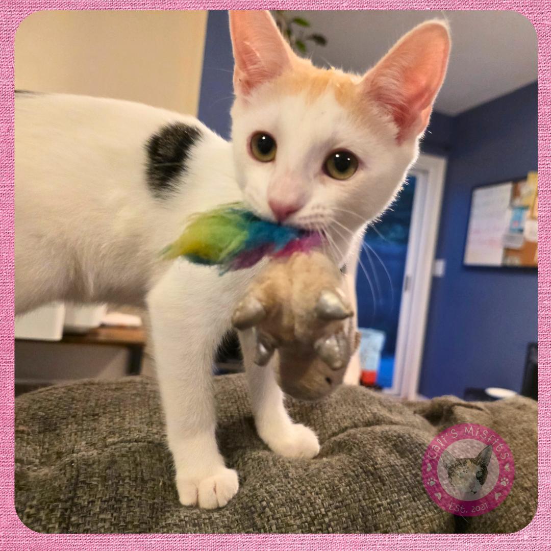 Enlarge Ginger, a Adoptable Domestic Short Hair in Santa Ana, CA image 6/6