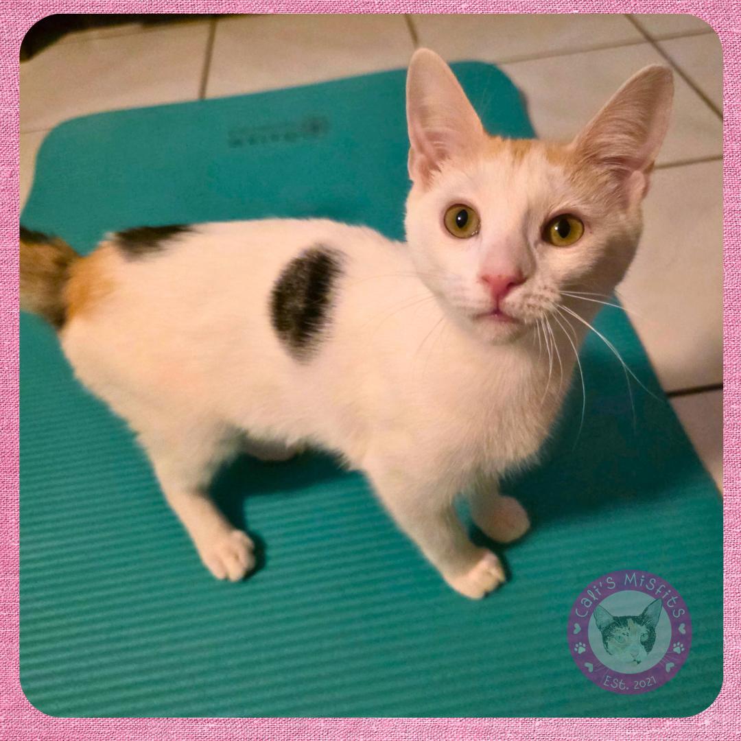 Enlarge Ginger, a Adoptable Domestic Short Hair in Santa Ana, CA image 3/6