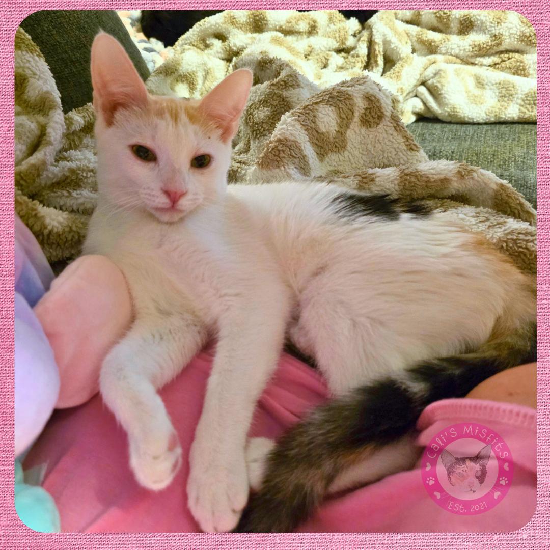 Enlarge Ginger, a Adoptable Domestic Short Hair in Santa Ana, CA image 5/6