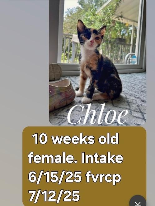 Chloe, Adopted, Young Female Domestic Short Hair.