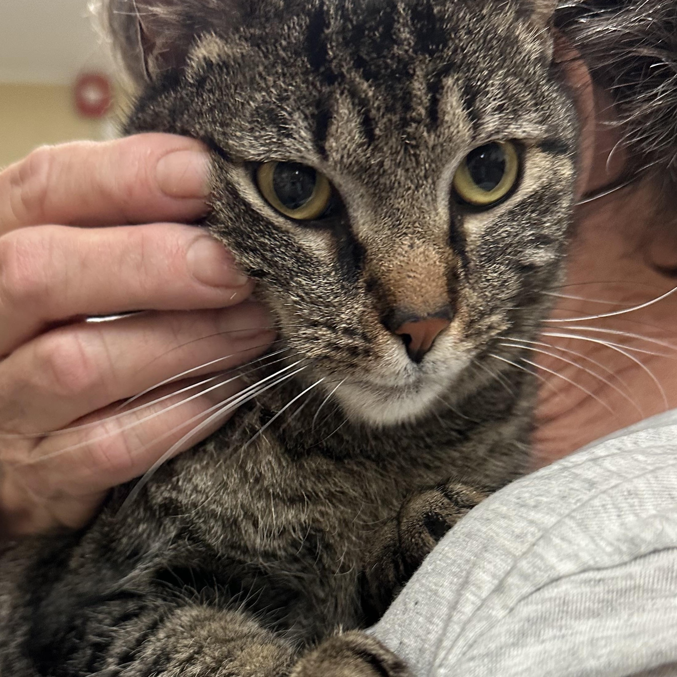 Leah Sweet Girl, a ADOPTABLE Domestic Short Hair in Clifton, NJ image 6/6