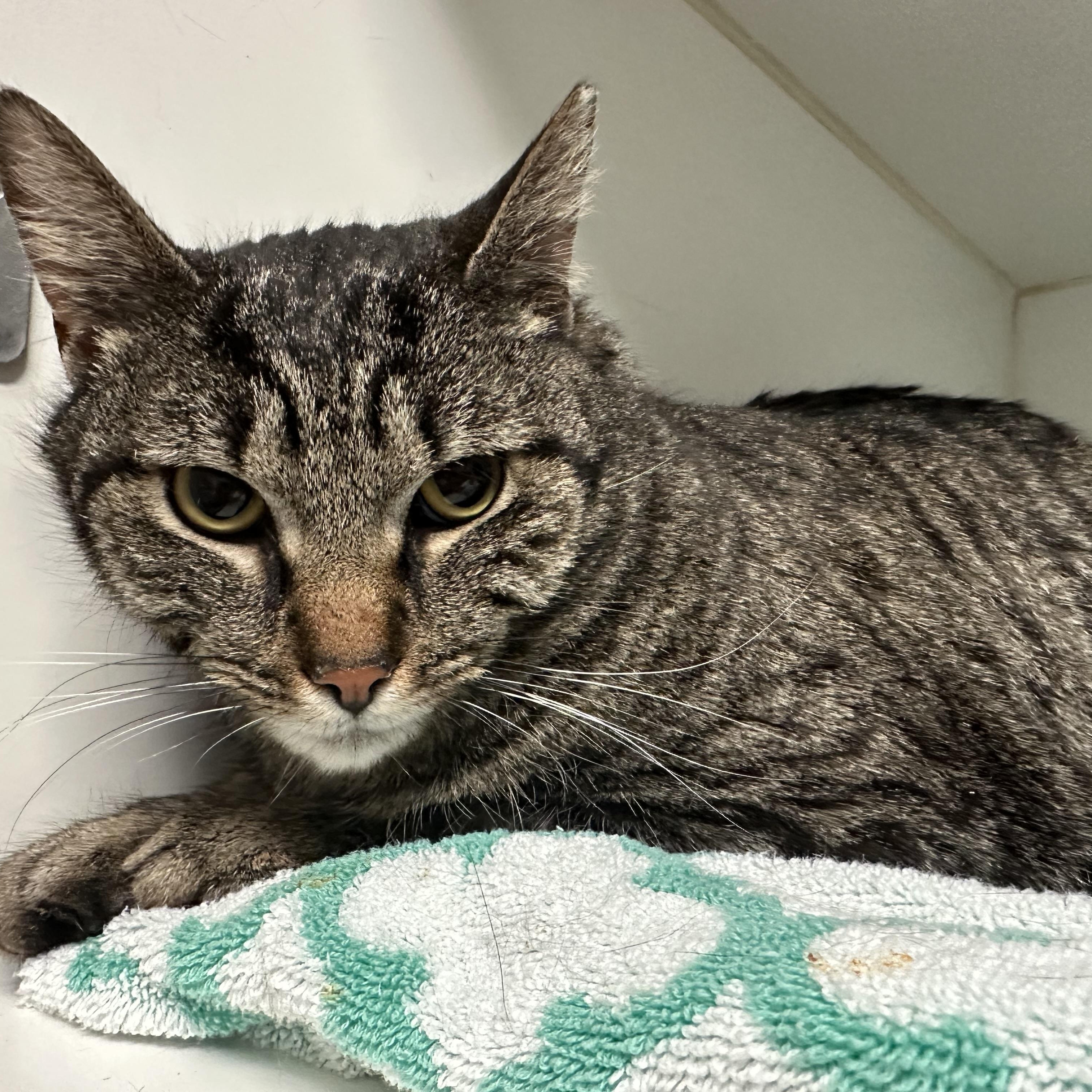 Leah Sweet Girl, a ADOPTABLE Domestic Short Hair in Clifton, NJ image 3/6