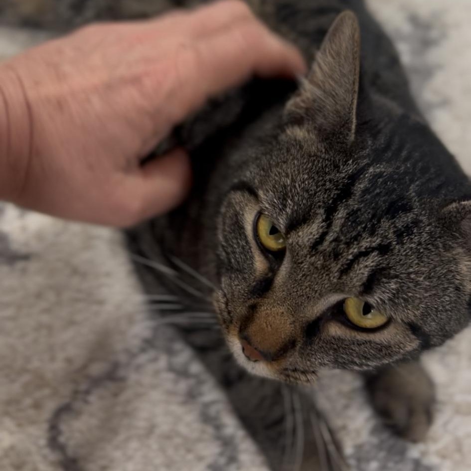 Leah Coming In, a ADOPTABLE Domestic Short Hair in Clifton, NJ image 2/3