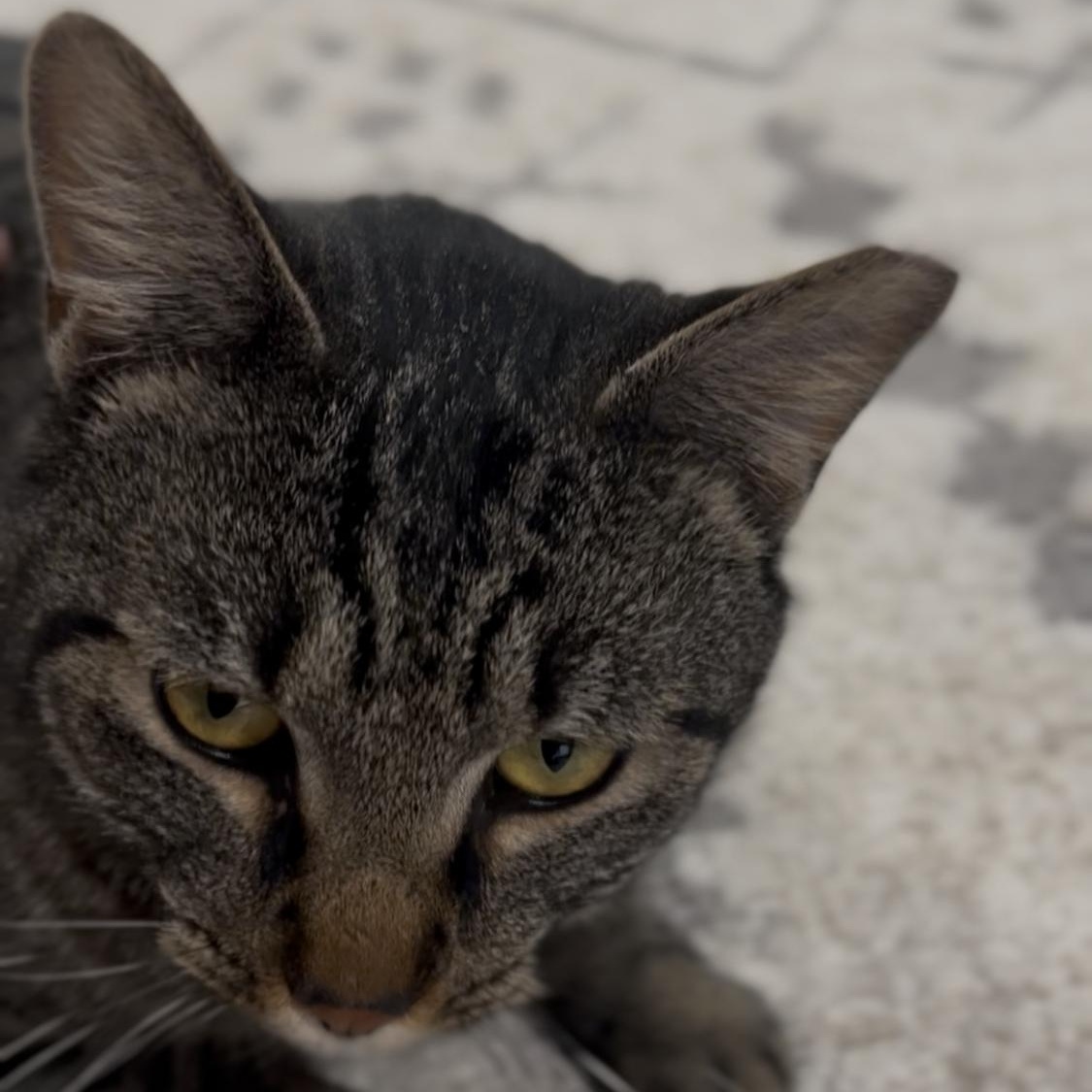 Leah Coming In, a ADOPTABLE Domestic Short Hair in Clifton, NJ image 3/3