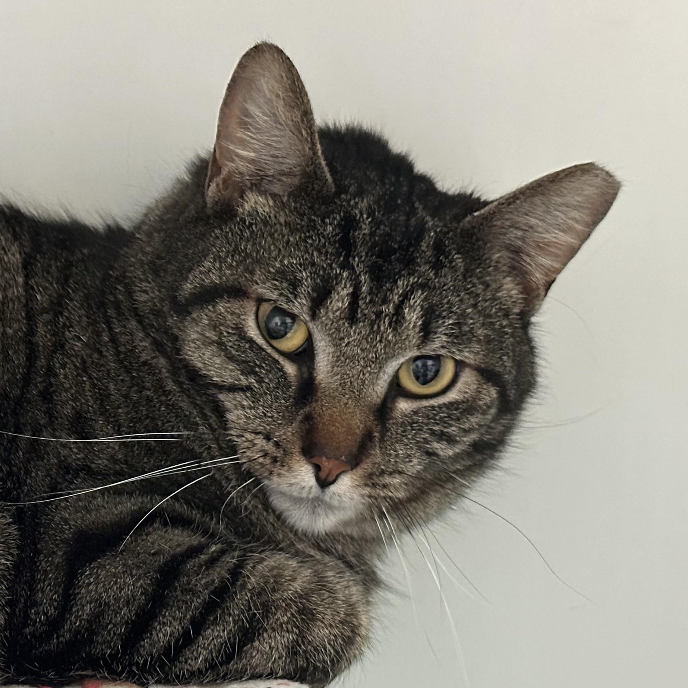 Leah Sweet Girl, a ADOPTABLE Domestic Short Hair in Clifton, NJ image 2/6