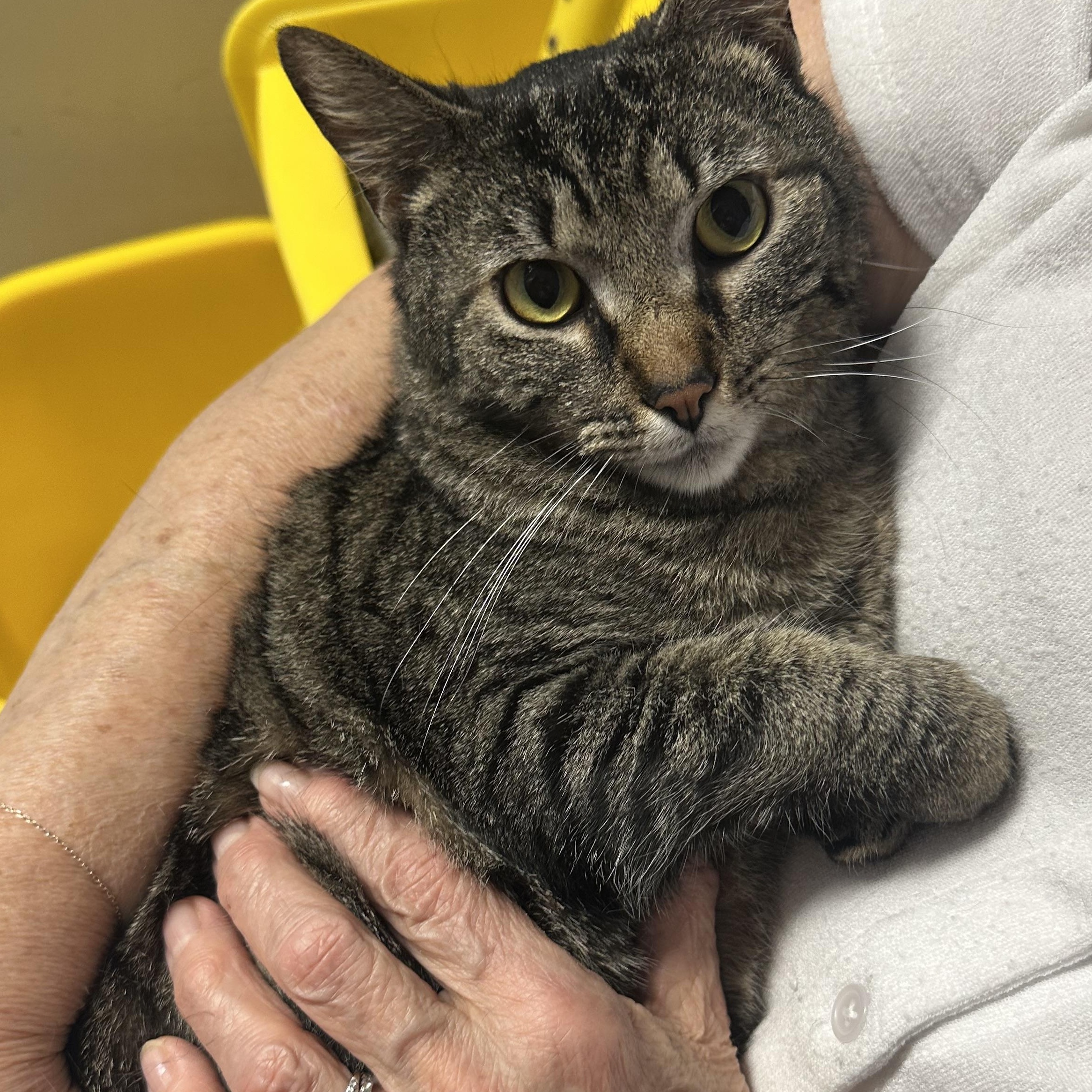 Enlarge Leah Sweet Girl Lap Cat , a ADOPTABLE Domestic Short Hair in Clifton, NJ image 1/6