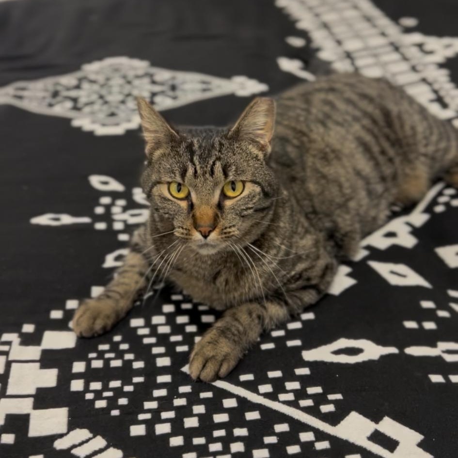 Leah Coming In, a ADOPTABLE Domestic Short Hair in Clifton, NJ image 1/3