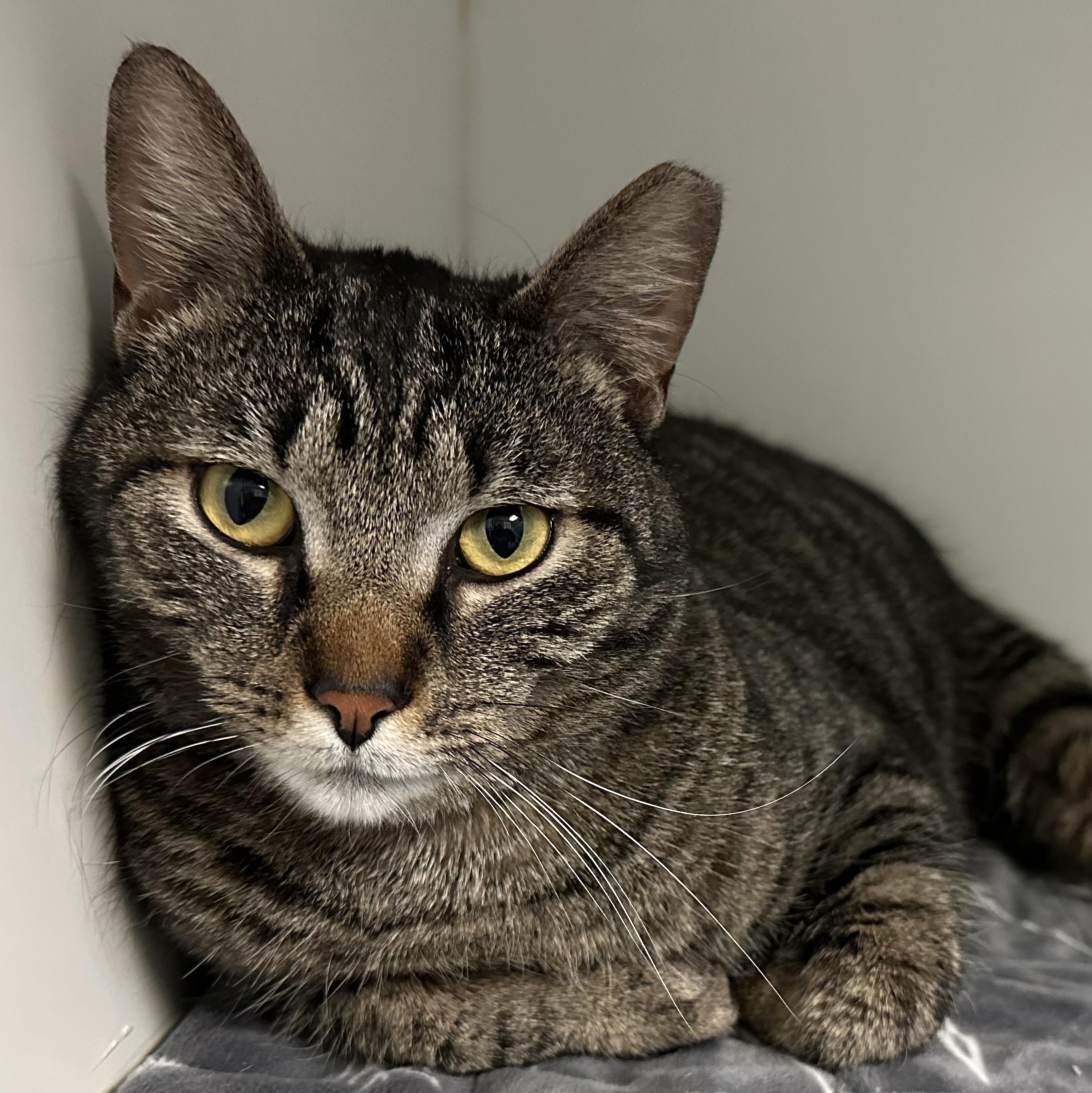 Enlarge Leah Sweet Girl Lap Cat , a ADOPTABLE Domestic Short Hair in Clifton, NJ image 2/6