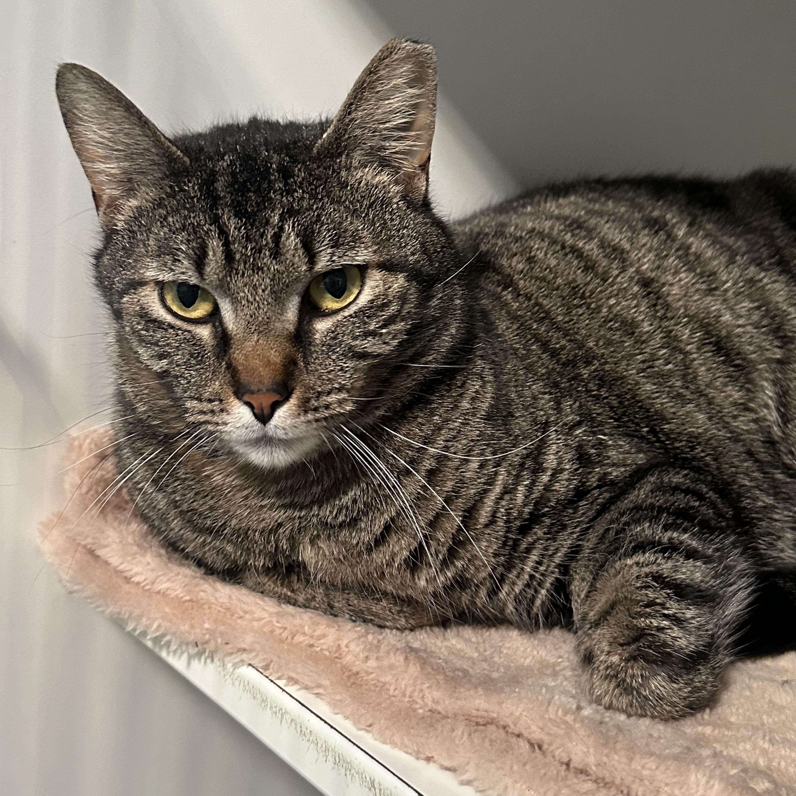 Enlarge Leah Sweet Girl Lap Cat , a ADOPTABLE Domestic Short Hair in Clifton, NJ image 6/6