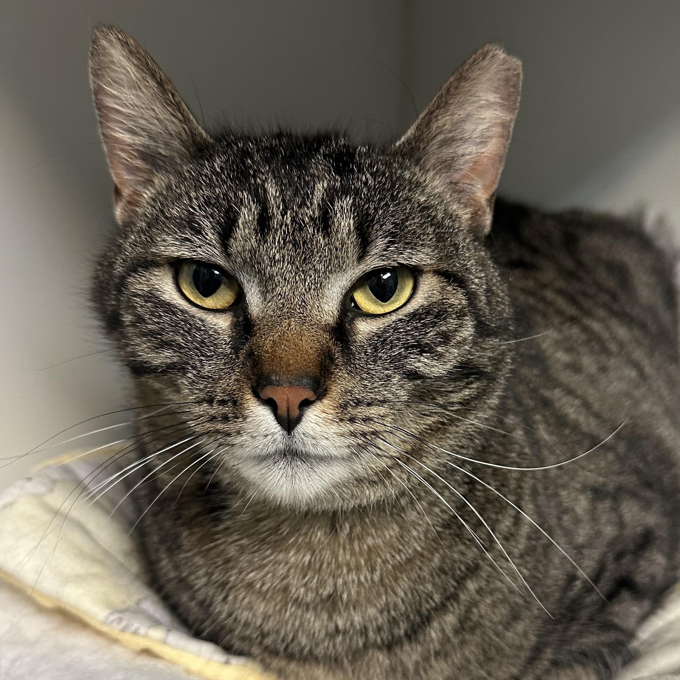 Enlarge Leah Sweet Girl Lap Cat , a ADOPTABLE Domestic Short Hair in Clifton, NJ image 3/6