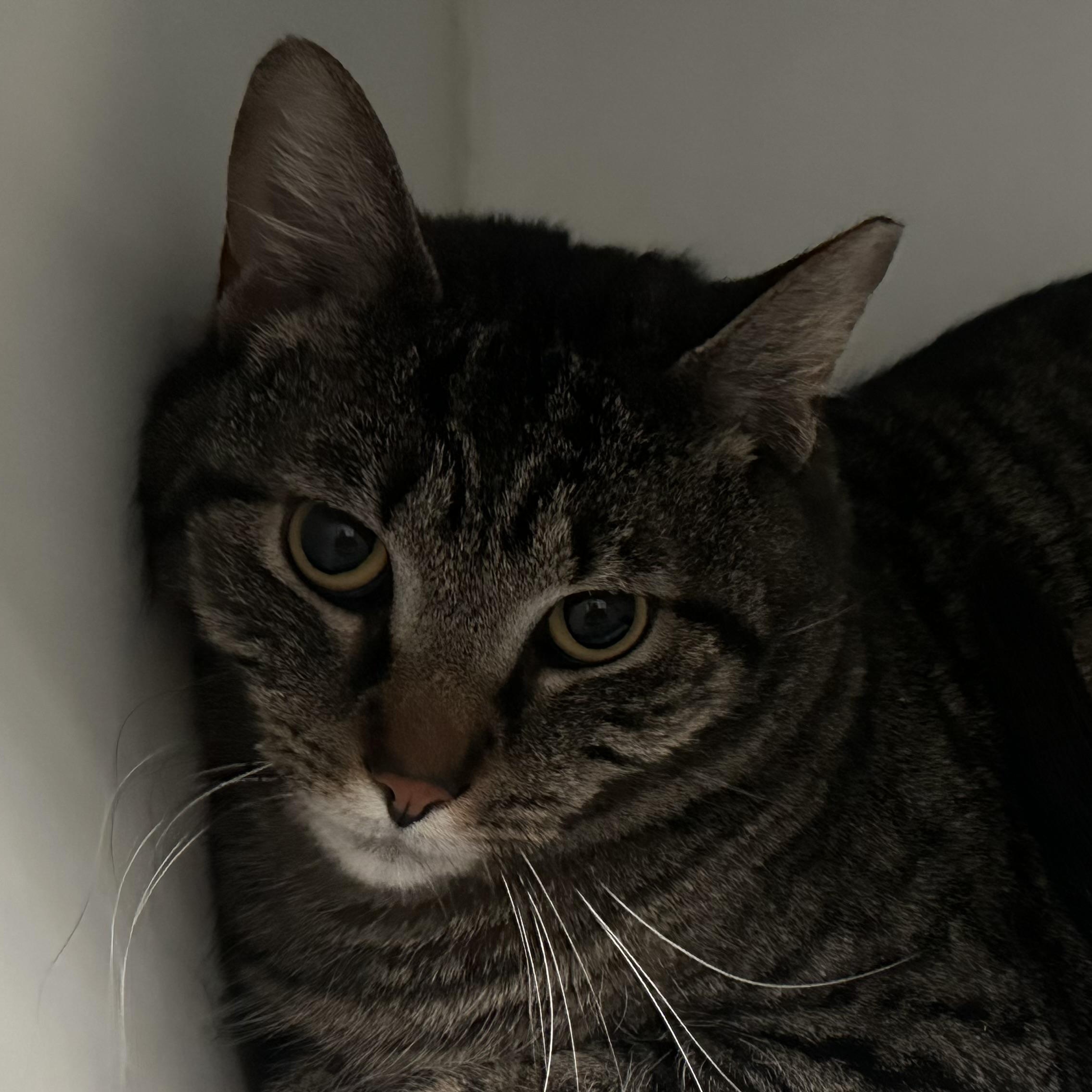 Leah Sweet Girl, ADOPTABLE, Young Female Domestic Short Hair.