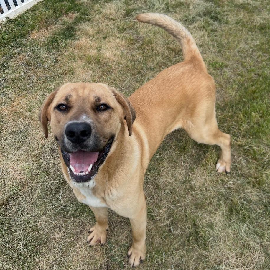 Enlarge Rocky, a Adoptable Mixed Breed in Mount Gilead, NC image 1/1