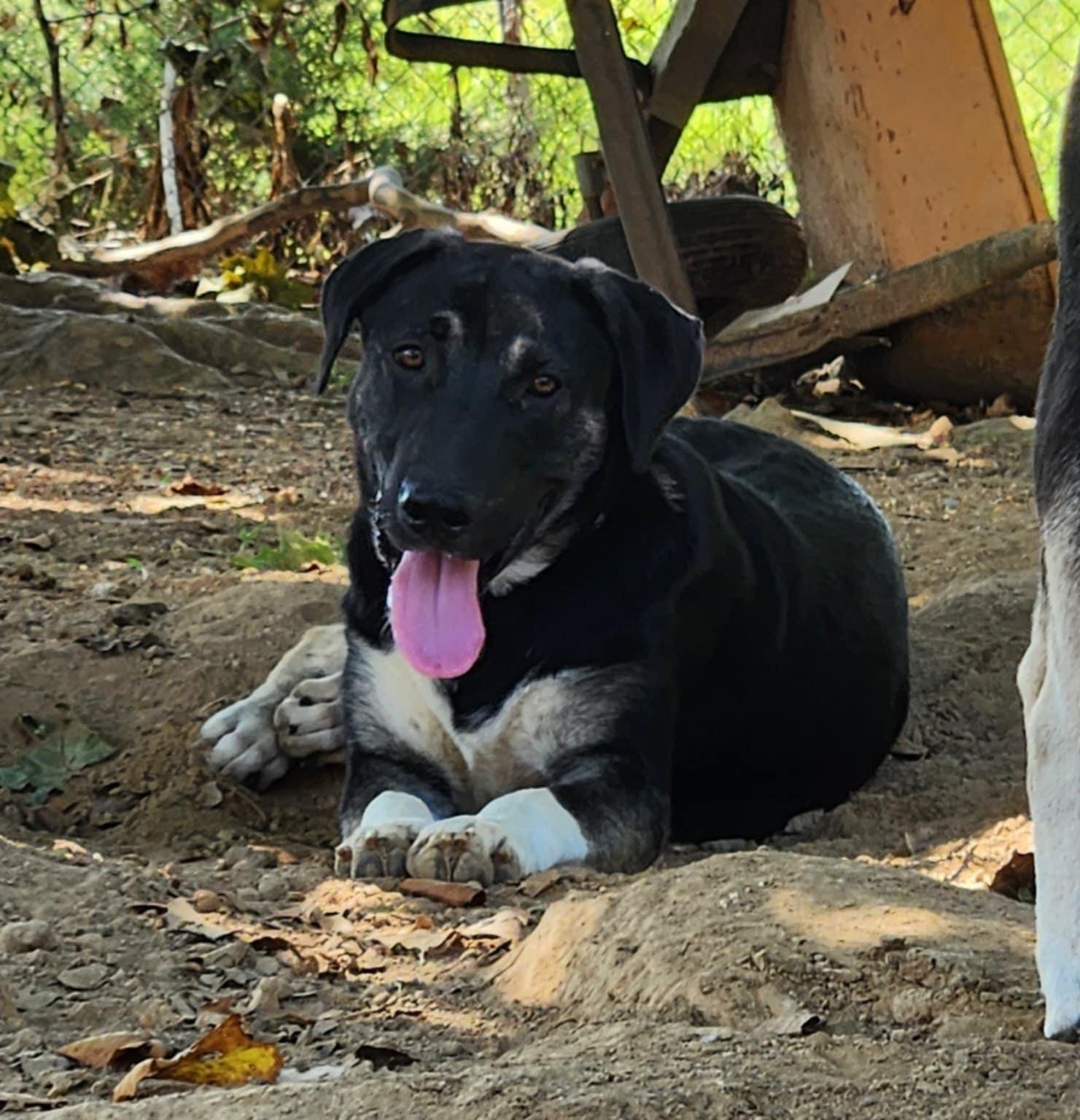 Clyde, ADOPTABLE, Young Male Labrador Retriever & Shepherd.