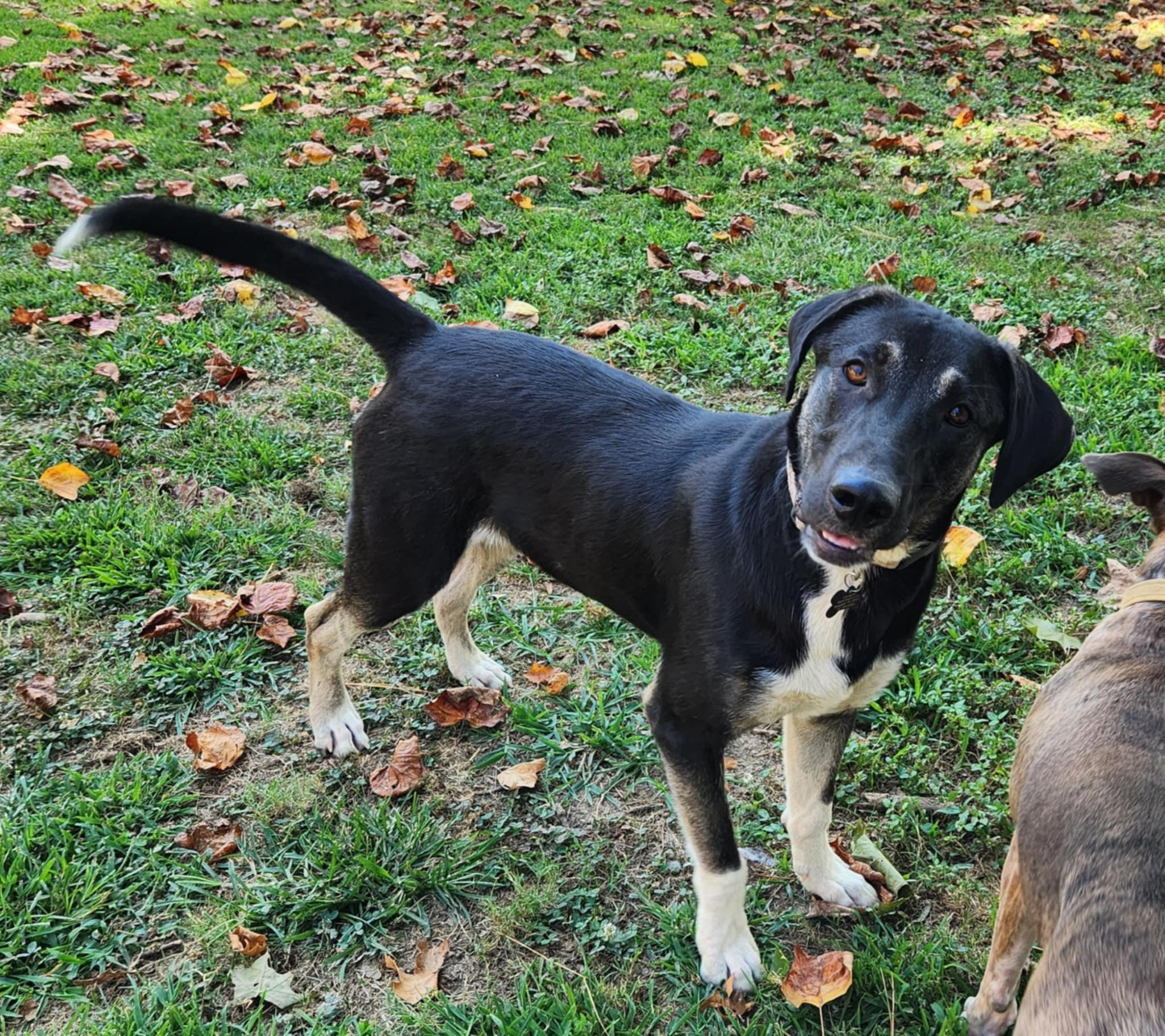 Enlarge Clyde, a ADOPTABLE mixed breed in Medfield, MA image 3/4