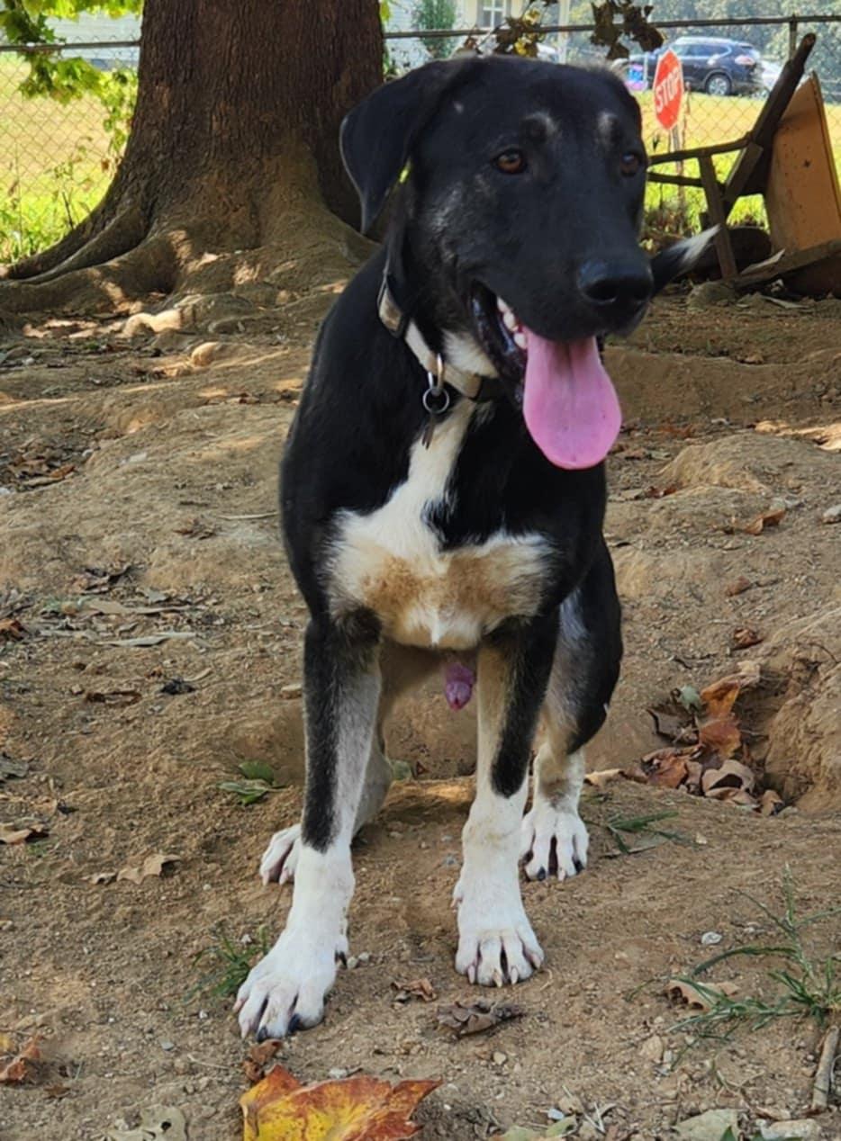 Enlarge Clyde, a ADOPTABLE mixed breed in Medfield, MA image 2/4