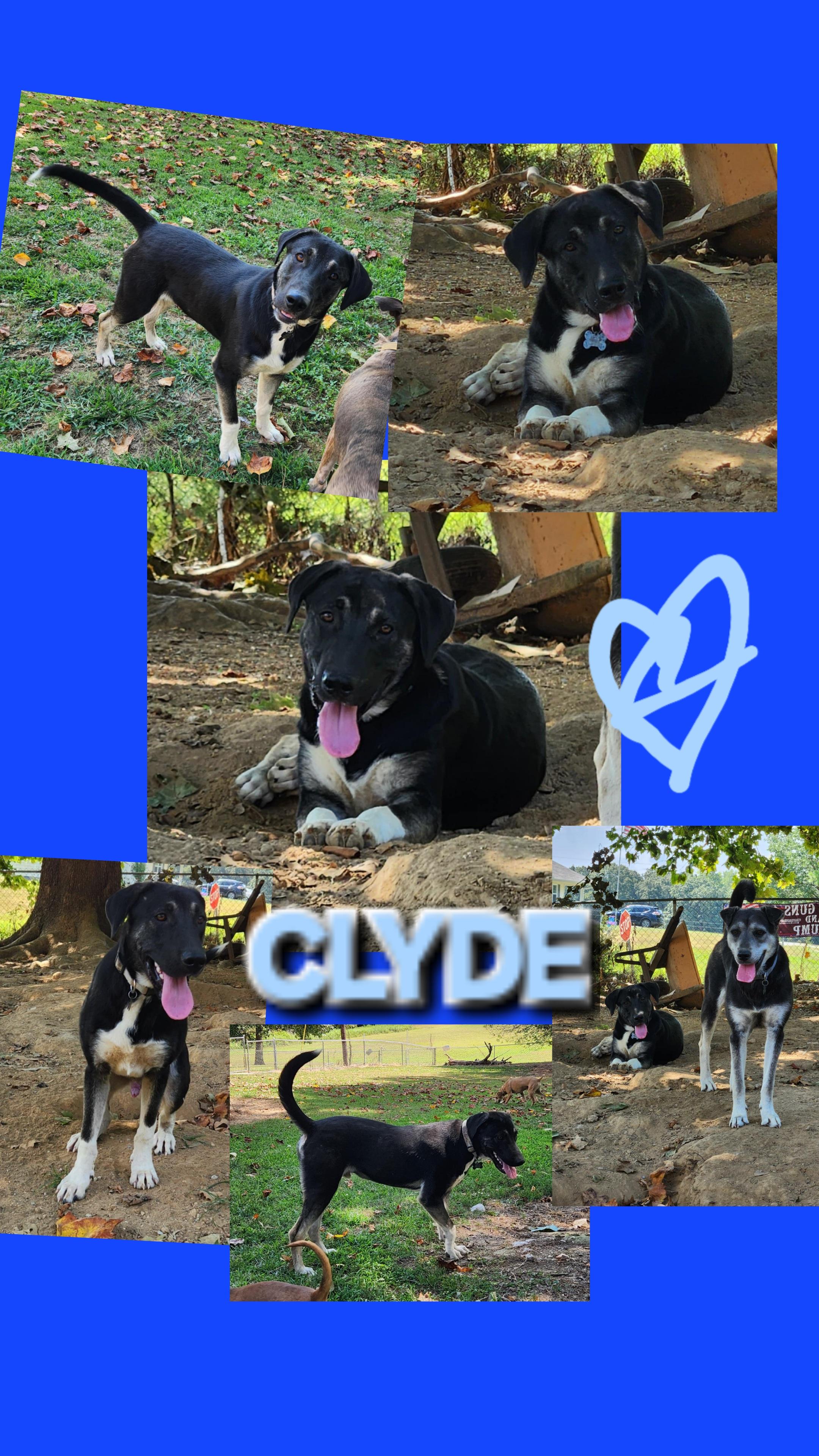 Enlarge Clyde, a ADOPTABLE mixed breed in Medfield, MA image 4/4