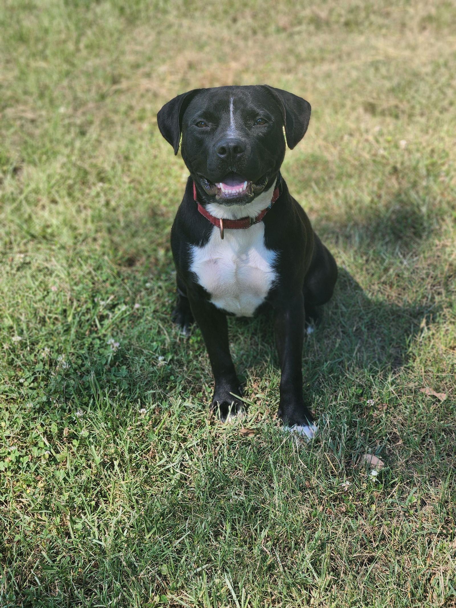 Rainy, a Adopted Terrier in Shreveport, LA image 1/3