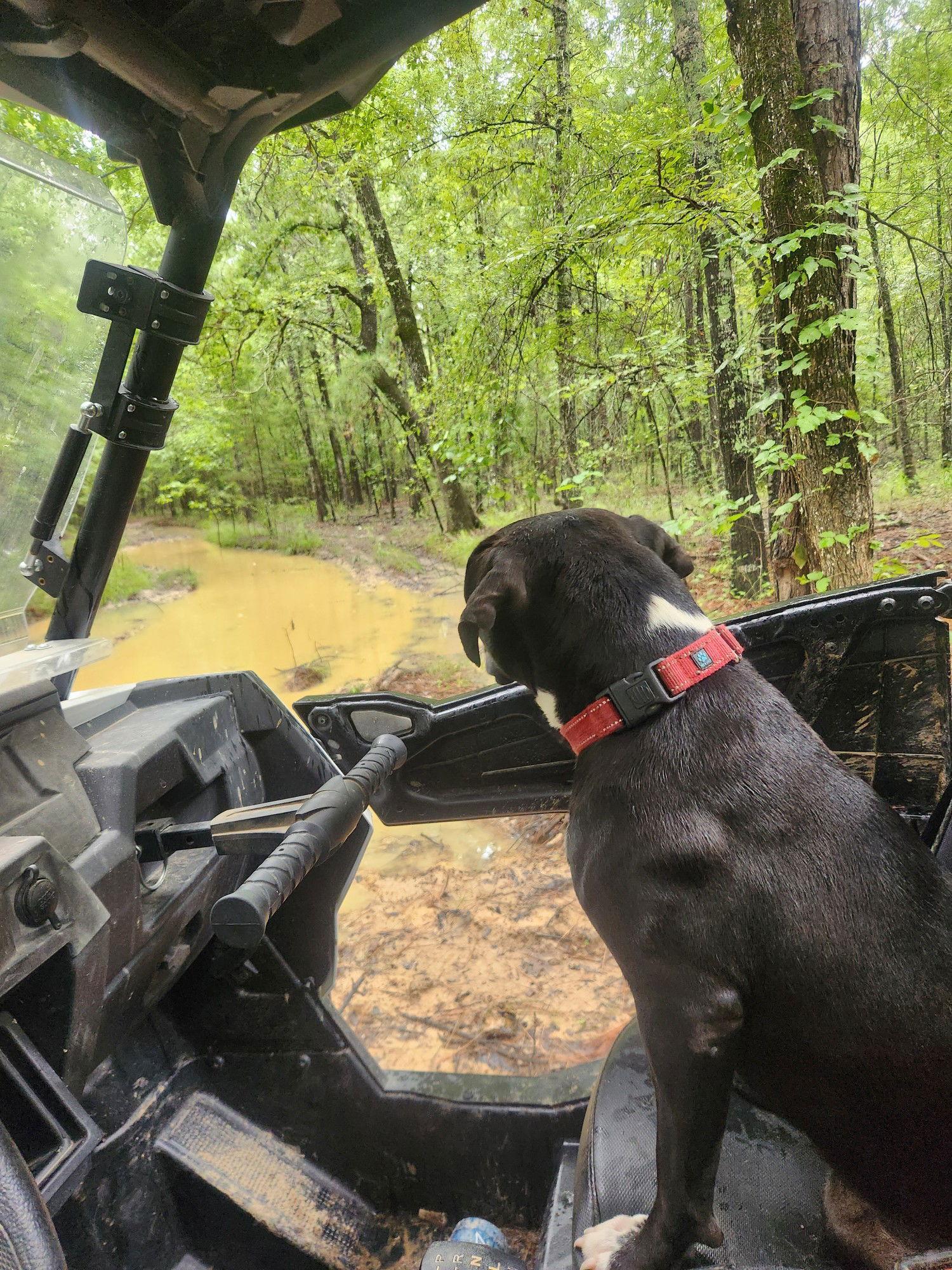 Rainy, a Adopted Terrier in Shreveport, LA image 3/3