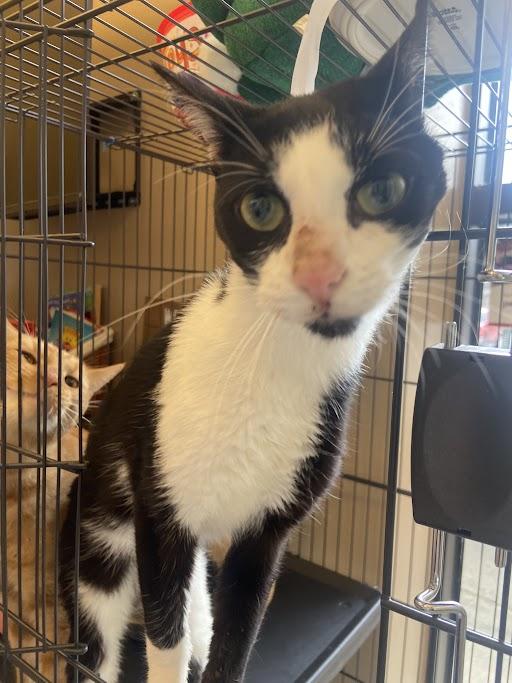 Almond Joy, ADOPTABLE, Adult Male Domestic Short Hair.