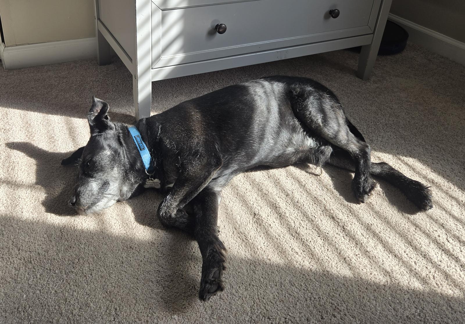 FINNEGAN (FIN) SRC#3257OP, Adoptable, Adult Male Schnauzer & Terrier.