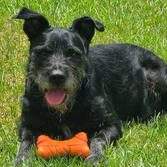 Enlarge FINNEGAN (FIN) SRC#3257OP, a Adoptable mixed breed in Lenoir, NC image 2/3